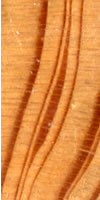 close-up image of tree rings